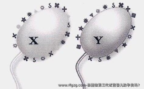 泰国做第三代代孕助孕贵吗？